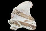 Mosasaur (Tethysaurus) Jaw Sections - Goulmima, Morocco #89250-1